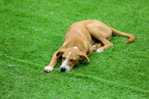 Césped artificial para mascotas en Pamplona